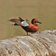 Cinnamon Teal