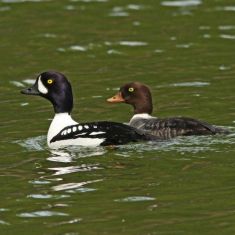 Barrow's Goldeneye