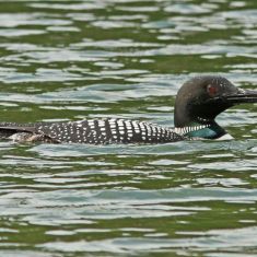 Loon