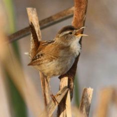 Marsh Wren