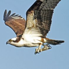 Osprey