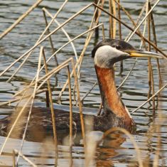 Red-necked Grebe