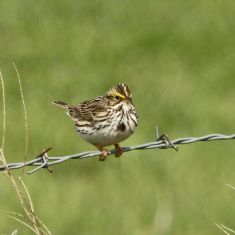 Savannah Sparrow