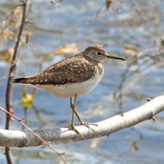 Solitary Sandpiper