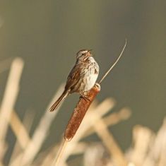 Song Sparrow