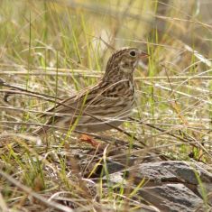 Vesper Sparrow