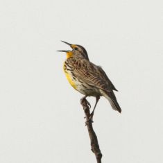 Western Meadowlark