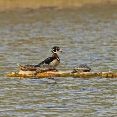 Wood Duck