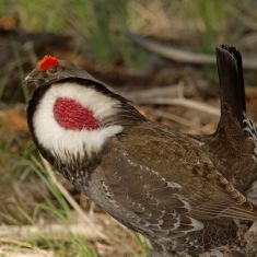 Dusky-Grouse- Male