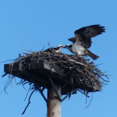 Osprey