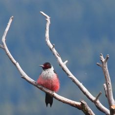 Lewiss Woodpecker