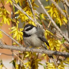 Mountain Chickadee