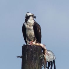 Osprey with fish