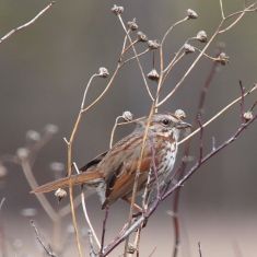Song Sparrow