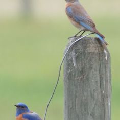 Western Bluebird
