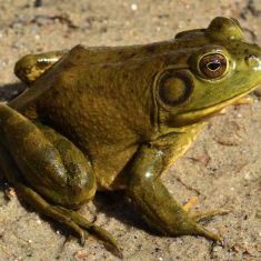Bullfrog