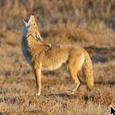 Coyote