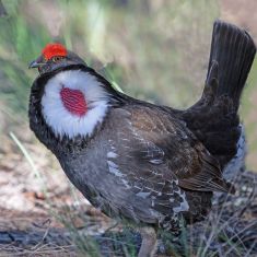 Dusky Grouse
