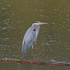 Great Blue Heron
Photo by Don Delany