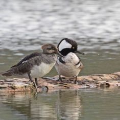 Hooded Merganser