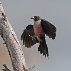 Lewis Woodpecker
Photo by Don Delany