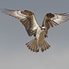 Osprey