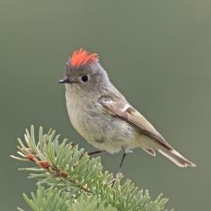 Ruby-crowned Kinglet 1