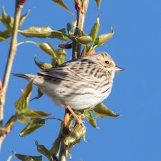 Savannah Sparrow
Photo by Don Delaney