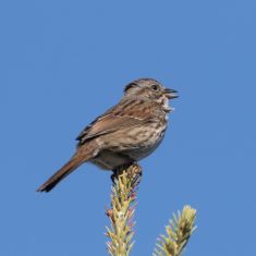 Song Sparrow
Photo by Don Delany