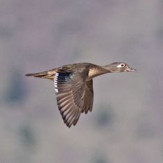 Wood Duck
Photo by Don Delany