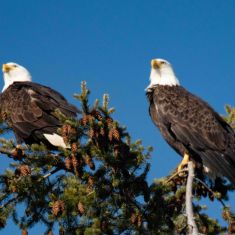 Bald Eagles
Photo by Ross MacDonald