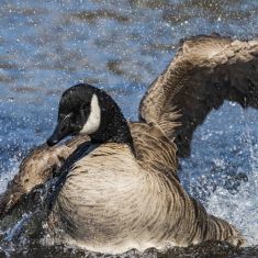 Canada Goose
Photo by Ross MacDonald