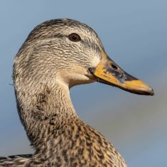 Female Mallard
Photo by Ross MacDonald