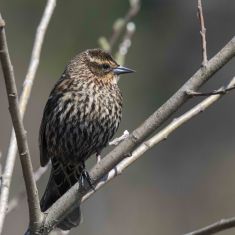Female Redwinged Blackbird
Photo by Ross MacDonald