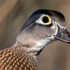 Female Wood Duck
Photo by Ross MacDonald