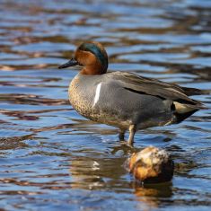 Green Winged Teal
Photo by Ross MacDonald