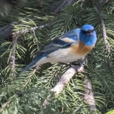 Lazuli Bunting
Photo by Ross MacDonald