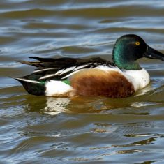 Male Northern Shoveler
Photo by Ross MacDonald