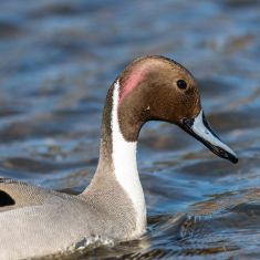 Male Pintail
Photo by Ross MacDonald