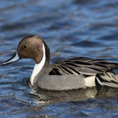 Male Pintail
Photo by Ross MacDonald