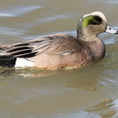 Male Wigeon
Photo by Ross MacDonald