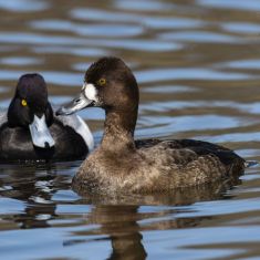Male and Female Lesser Photo by Ross MacDonald