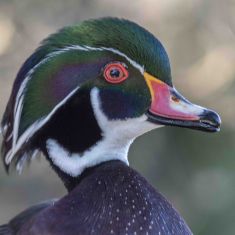 Male Wood Duck
Photo by Ross MacDonald