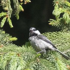 Mountain Chickadee
Photo by Ross MacDonald