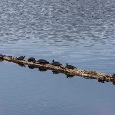 Painted Turtles Dorthy Pond, 
Photo by Ross MacDonald