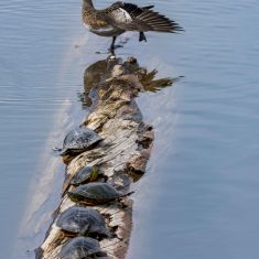 Painted Turtles and Duck
Photo by Ross MacDonald