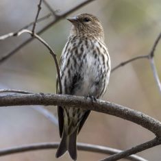 PIne Siskin
Photo by Ross MacDonald