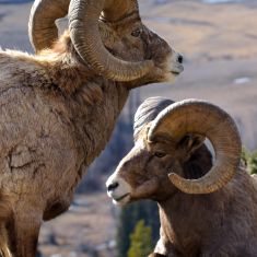 Rams at Radium Hot Springs,
Photo by Ross MacDonald
