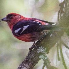 Crossbill KNP
Photo by Ross MacDonald