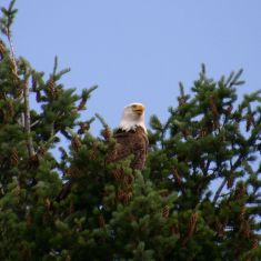 Bald Eagle - Photo by Hilda Jensen